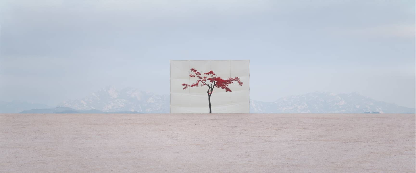 Myoung Ho Lee, Tree #5